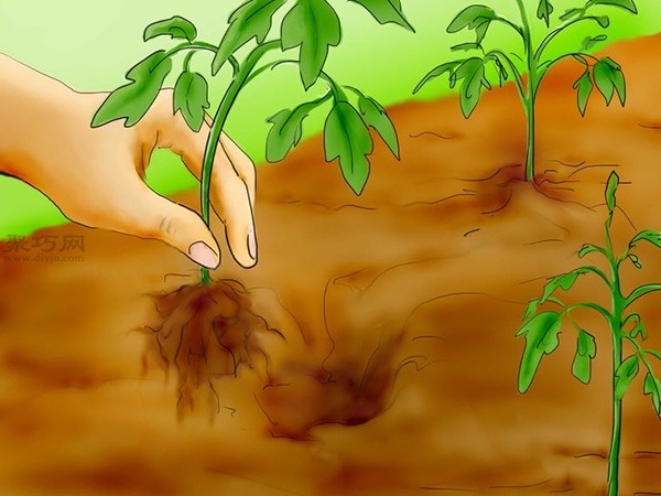 用种子种植番茄步骤 怎么样用种子种植番茄(图28)