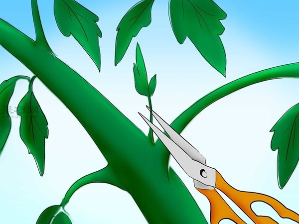 用种子种植番茄步骤 怎么样用种子种植番茄(图31)