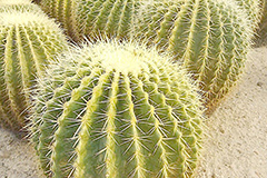 如何水培仙人球 - 功圣花卉