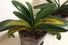 君子兰叶片发黄怎样处理 - 功圣花卉