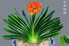 怎样鉴别君子兰种子的优劣 - 功圣花卉