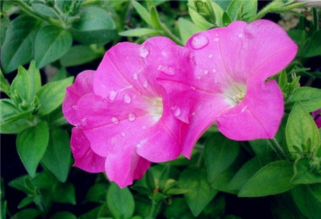 牵牛花什么时候开花？牵牛花花语是什么？ - 功圣花卉