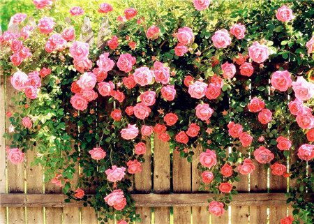 蔷薇花语是什么?不同颜色蔷薇花花语大全(图1) 蔷薇花语是什么?不同颜色蔷薇花花语大全(图1)