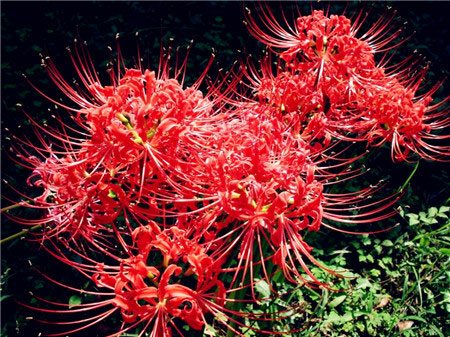 彼岸花图片欣赏 彼岸花花语是什么？ - 功圣花卉