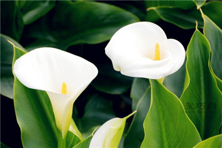 海芋花花语是什么？海芋花和马蹄莲是不是一样(图1)