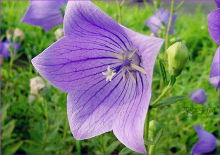 桔梗花的花语是什么？桔梗花的传说解读桔梗花花语(图1)