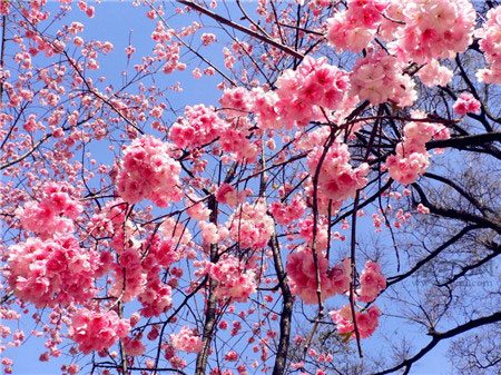 樱花的花语是什么？各种樱花花语大全 - 功圣花卉