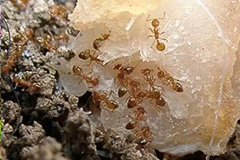 如何对付花盆中的蚂蚁 - 功圣花卉