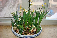 沙养水仙花 省时又省力 - 功圣花卉