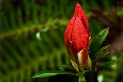 花蕾期的杜鹃应该如何养护 - 功圣花卉