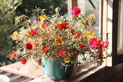 家养花卉的花期如何调控 - 功圣花卉