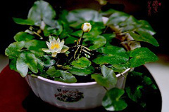 家庭莳养碗莲的方法 - 功圣花卉