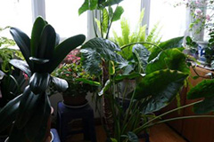 家庭养花绿色环保治虫八法 - 功圣花卉