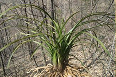 引种野生兰惠需要注意哪些 - 功圣花卉