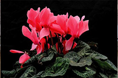 怎样在室内养植仙客来 - 功圣花卉