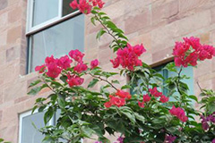 阳台养梅保叶促花的窍门 - 功圣花卉