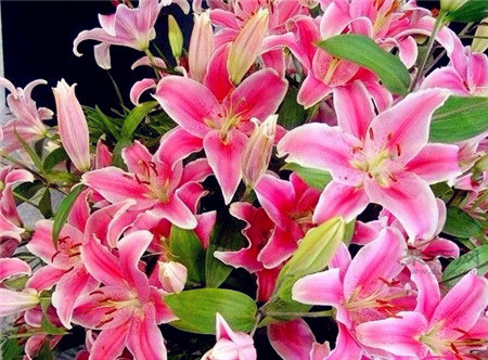 一朵百合花代表什么意思?百合花送几朵好 - 功圣花卉