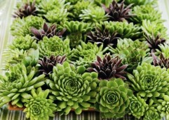 多肉植物DIY装饰摆设(图3)