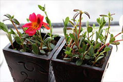 家庭扦插太阳花 - 功圣花卉