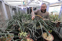 家庭养兰要学会判断 - 功圣花卉