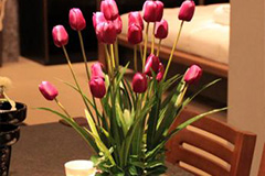 家庭养植郁金香的技术 - 功圣花卉