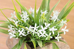 供暖后室内干燥 家庭养花要保湿 - 功圣花卉