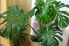 家养龟背竹的小窍门 - 功圣花卉