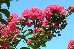 紫薇出现褐斑病的治疗方法 - 功圣花卉