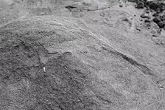 如何利用草木灰来防治病虫害 - 功圣花卉