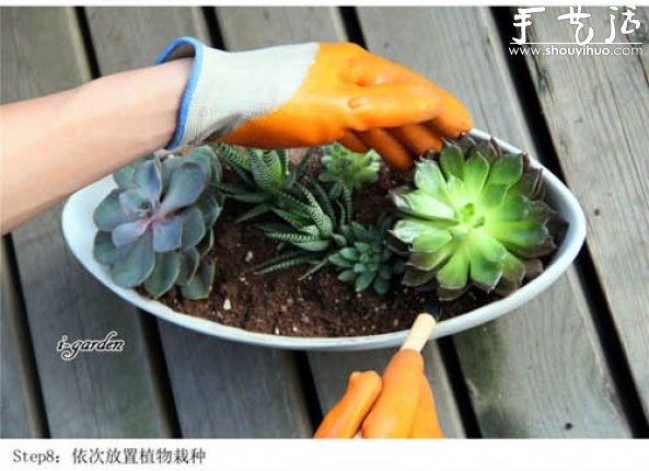 多肉植物手工盆栽DIY(图10)