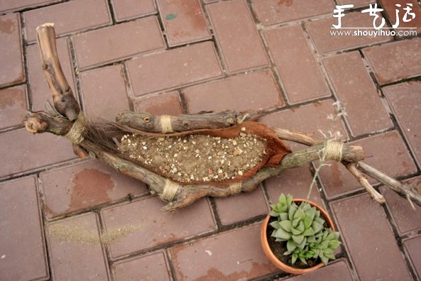 葡萄老根DIY多肉植物盆栽的教程(图9) 葡萄老根DIY多肉植物盆栽的教程(图9)