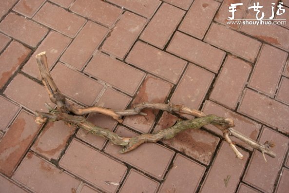 葡萄老根DIY多肉植物盆栽的教程(图3) 葡萄老根DIY多肉植物盆栽的教程(图3)