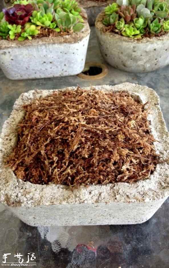 DIY多种多肉植物混搭的盆栽(图7) DIY多种多肉植物混搭的盆栽(图7)