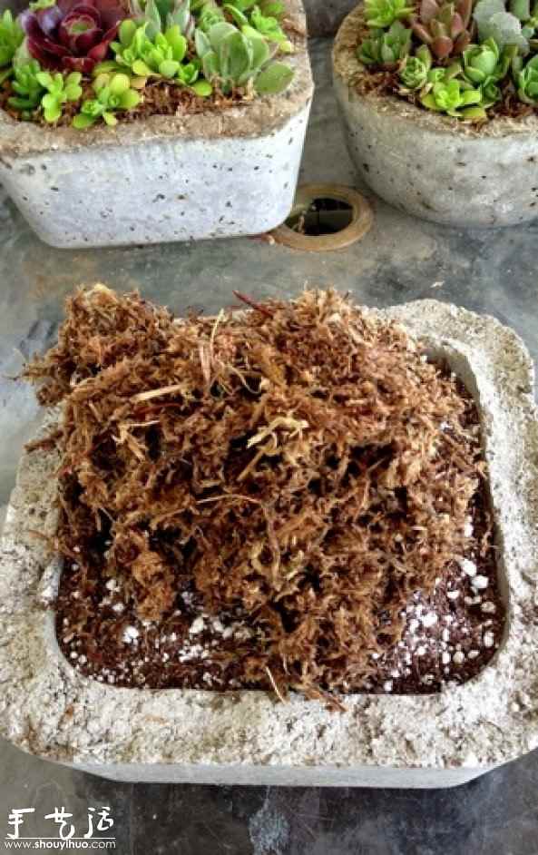 DIY多种多肉植物混搭的盆栽(图5) DIY多种多肉植物混搭的盆栽(图5)