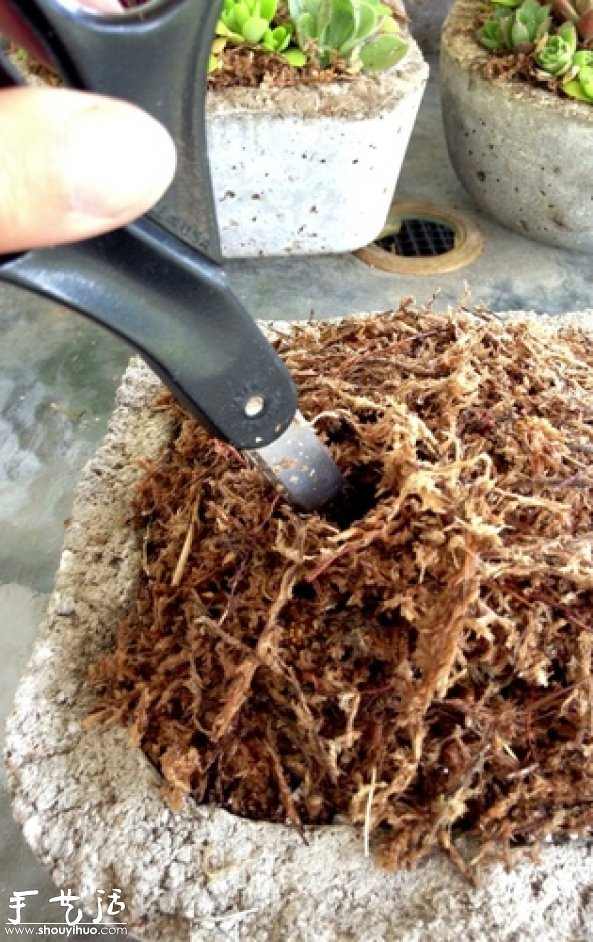 DIY多种多肉植物混搭的盆栽(图10) DIY多种多肉植物混搭的盆栽(图10)