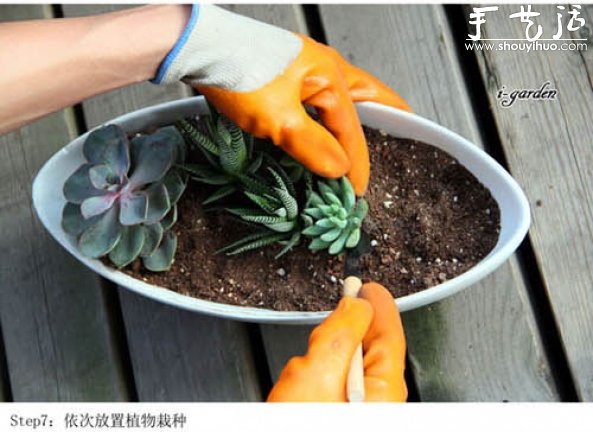 多肉植物手工盆栽DIY(图9)