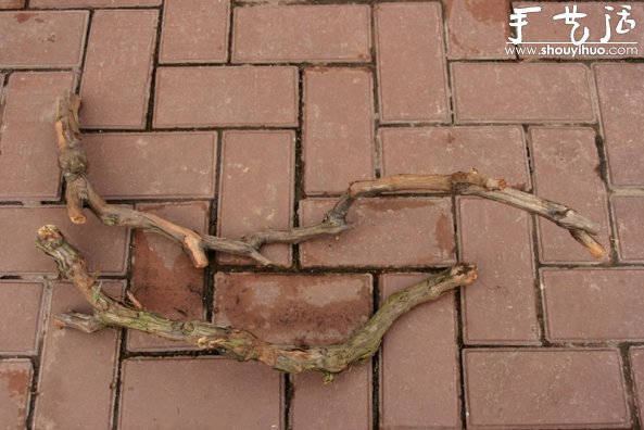 葡萄老根DIY多肉植物盆栽的教程(图2) 葡萄老根DIY多肉植物盆栽的教程(图2)