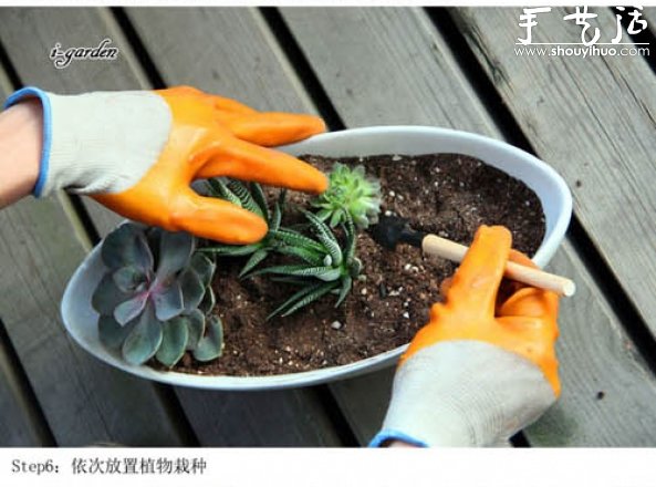 多肉植物手工盆栽DIY(图8)