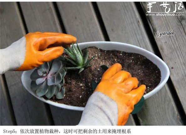 多肉植物手工盆栽DIY(图7)