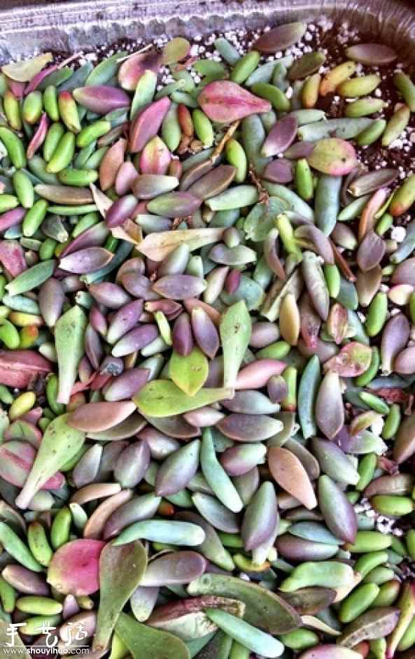 DIY多种多肉植物混搭的盆栽(图14) DIY多种多肉植物混搭的盆栽(图14)
