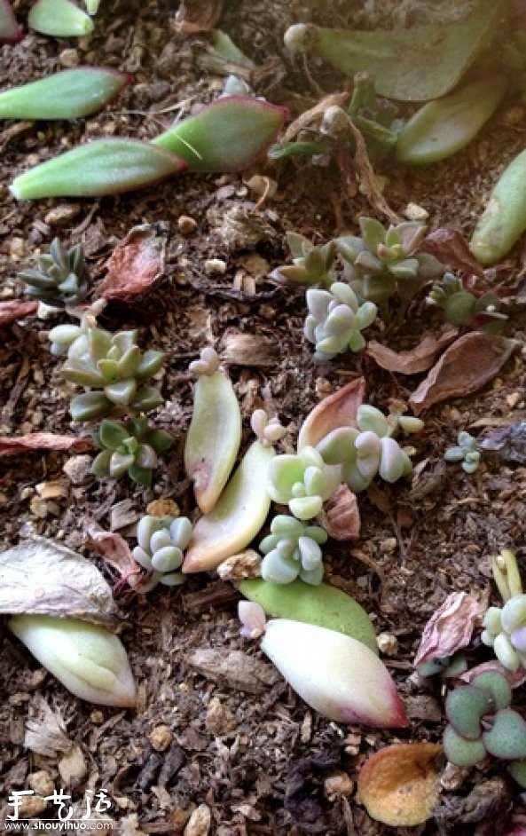 DIY多种多肉植物混搭的盆栽(图15) DIY多种多肉植物混搭的盆栽(图15)