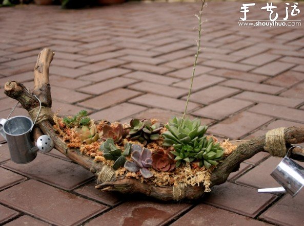 葡萄老根DIY多肉植物盆栽的教程 - 功圣花卉