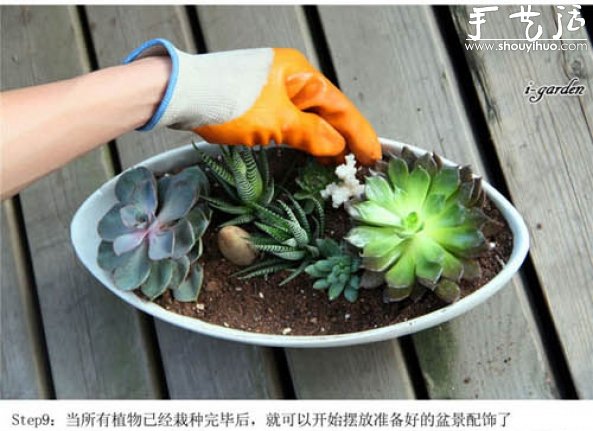 多肉植物手工盆栽DIY(图11)