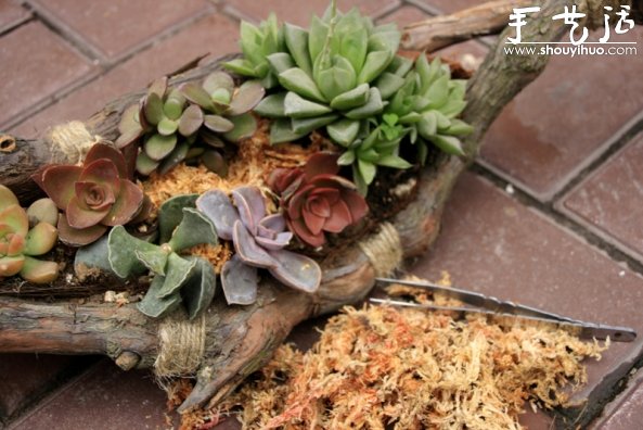 葡萄老根DIY多肉植物盆栽的教程(图12) 葡萄老根DIY多肉植物盆栽的教程(图12)