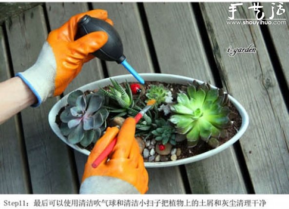 多肉植物手工盆栽DIY(图13)