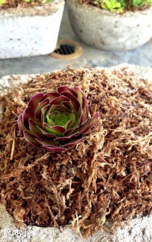 DIY多种多肉植物混搭的盆栽(图11) DIY多种多肉植物混搭的盆栽(图11)