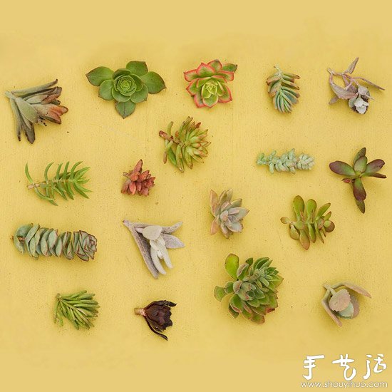DIY漂亮多肉植物花环 装饰温馨家居生活(图2)