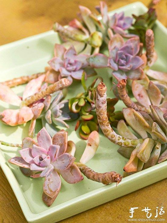 DIY漂亮多肉植物花环 装饰温馨家居生活(图3)
