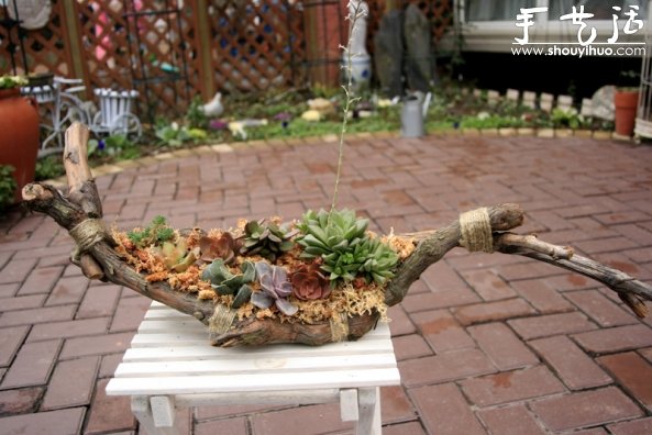 葡萄老根DIY多肉植物盆栽的教程(图13) 葡萄老根DIY多肉植物盆栽的教程(图13)