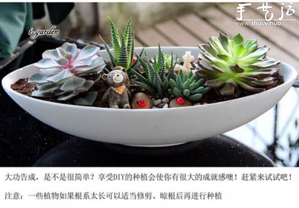 多肉植物手工盆栽DIY(图14)